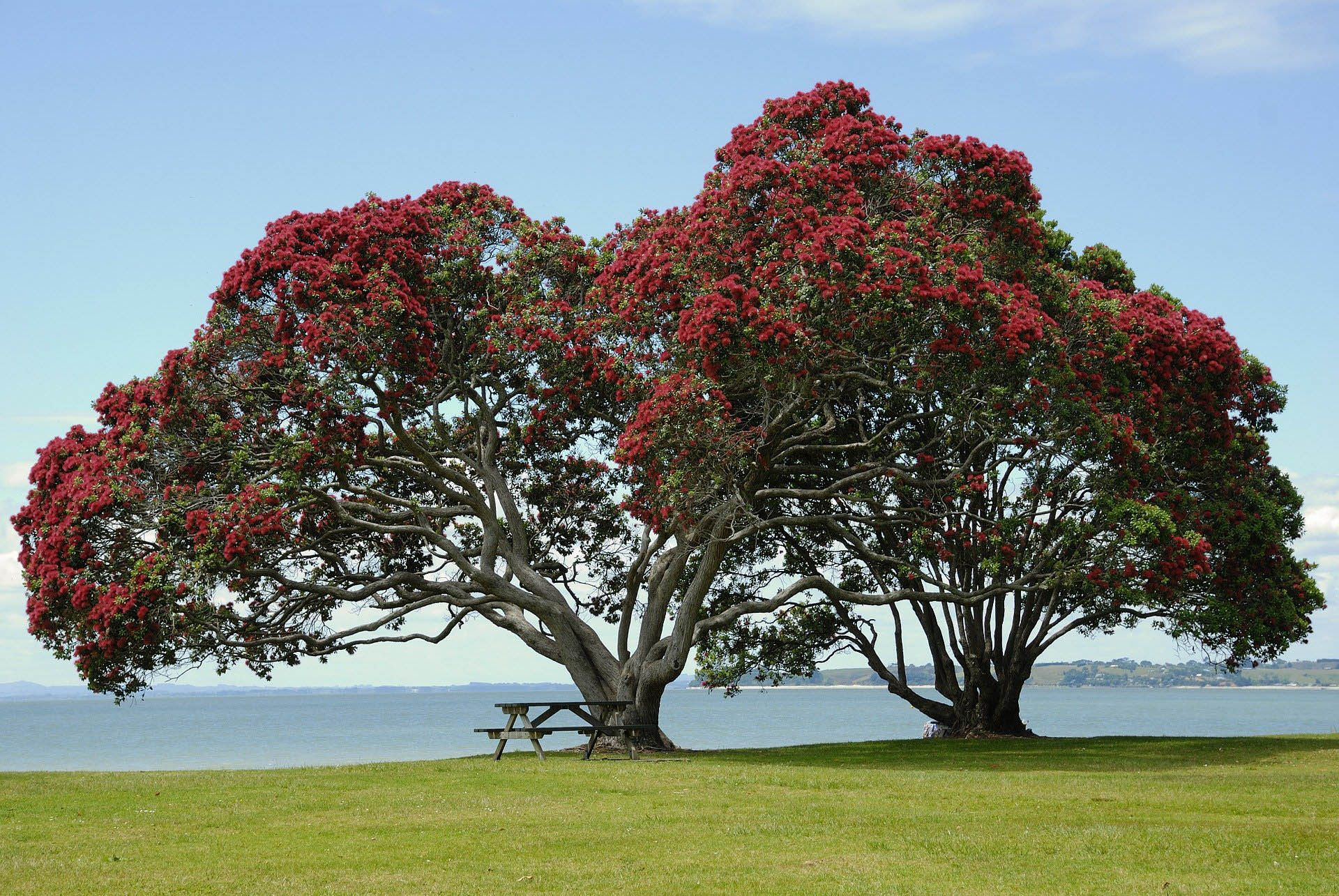 Whangaparoa Red Beach Orewa Stanmore Bay